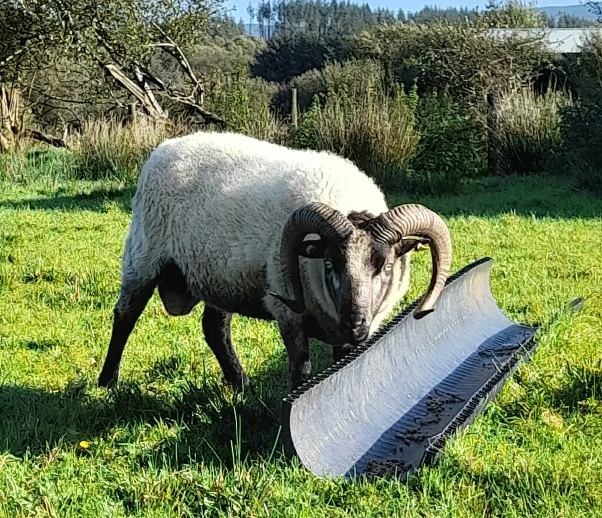 Pure Bred Shetland Ram - Image 3
