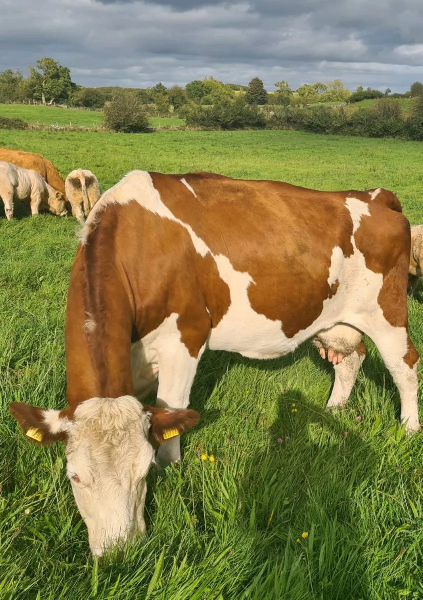 Cow and calf - Image 3