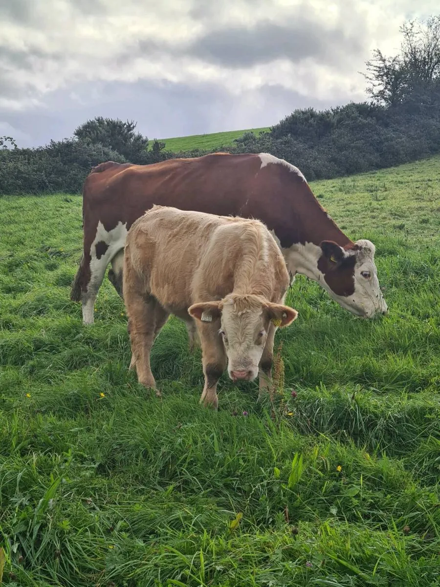 Cow and calf - Image 1