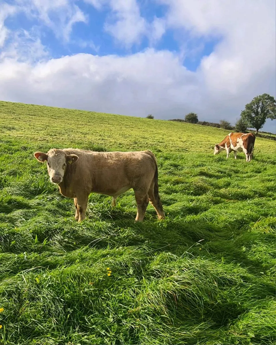 Cow and calf - Image 2