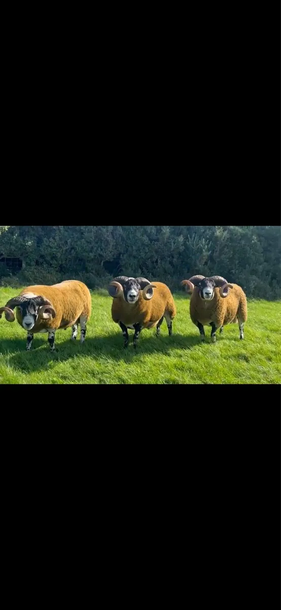 Lanark Shearling rams - Image 1