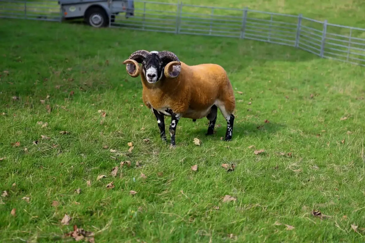 Lanark Shearling rams - Image 2