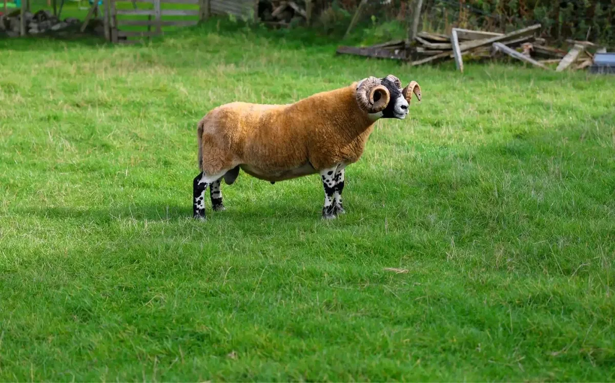 Lanark Shearling rams - Image 3