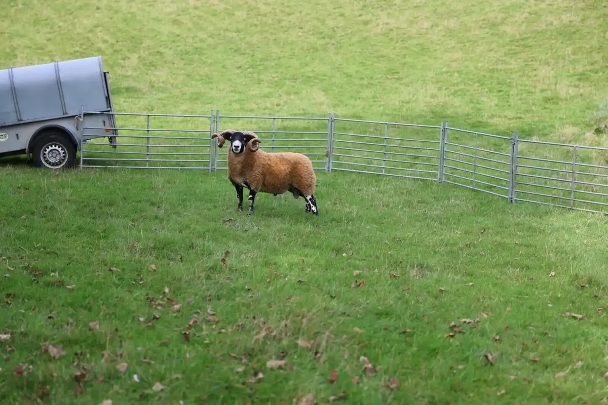 Lanark Shearling rams - Image 4