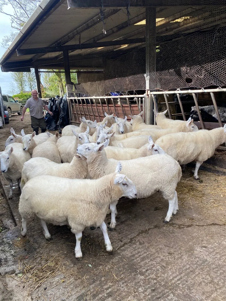 Cheviot Ewe Hoggets - Image 2