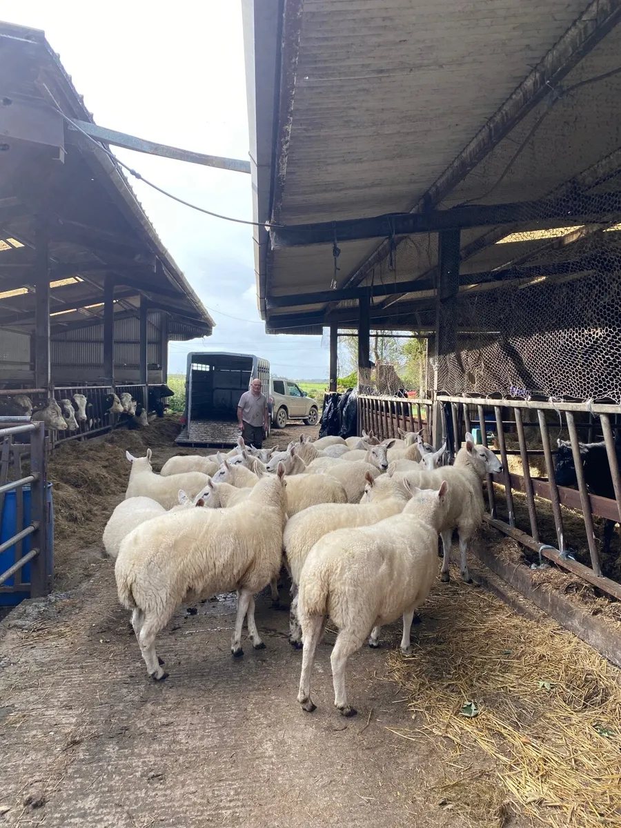 Cheviot Ewe Hoggets - Image 3