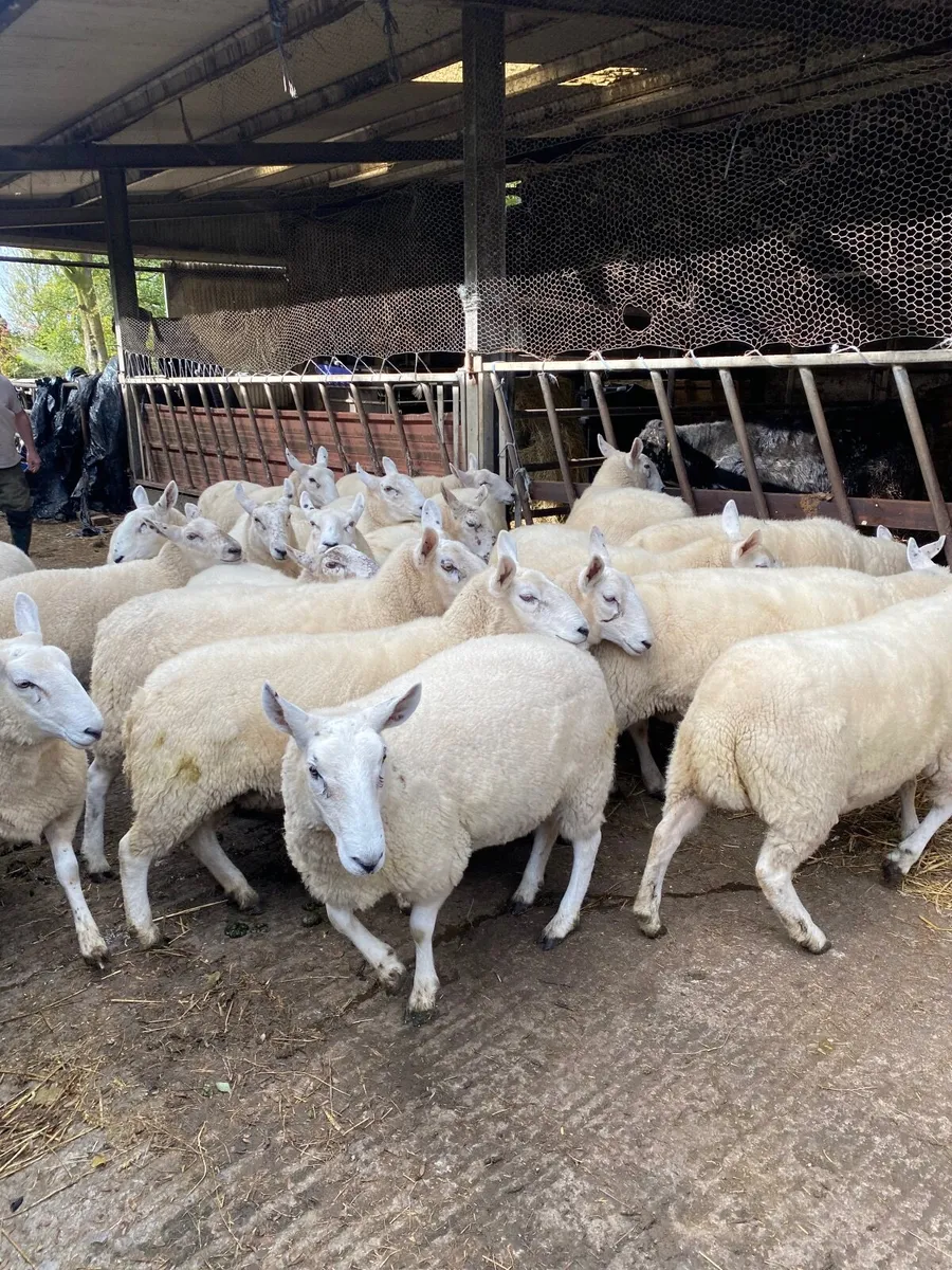 Cheviot Ewe Hoggets - Image 4