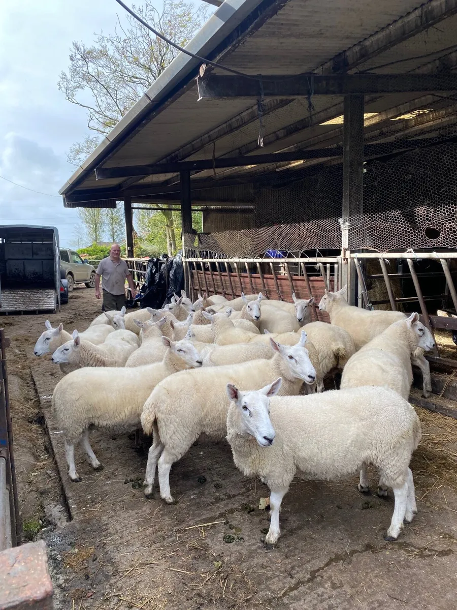Cheviot Ewe Hoggets - Image 1