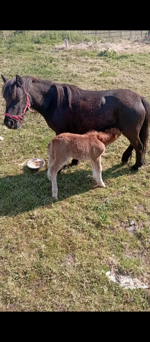 Shetland pony Mare 7yrs old - Image 1