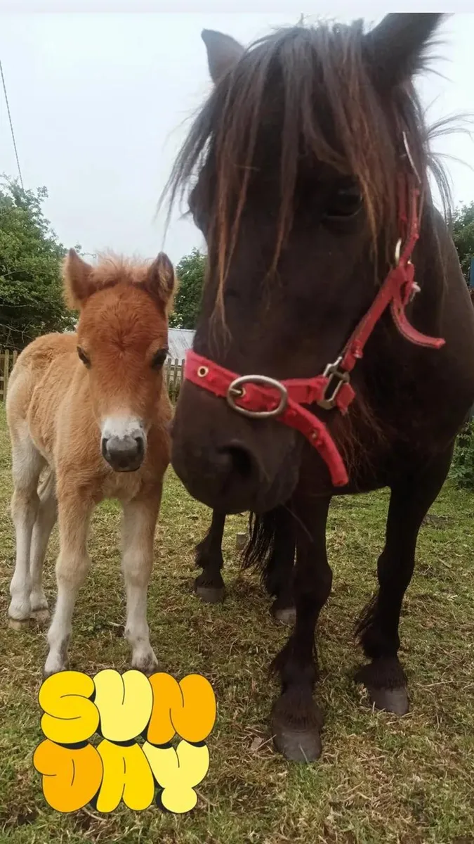 Shetland pony Mare 7yrs old - Image 2