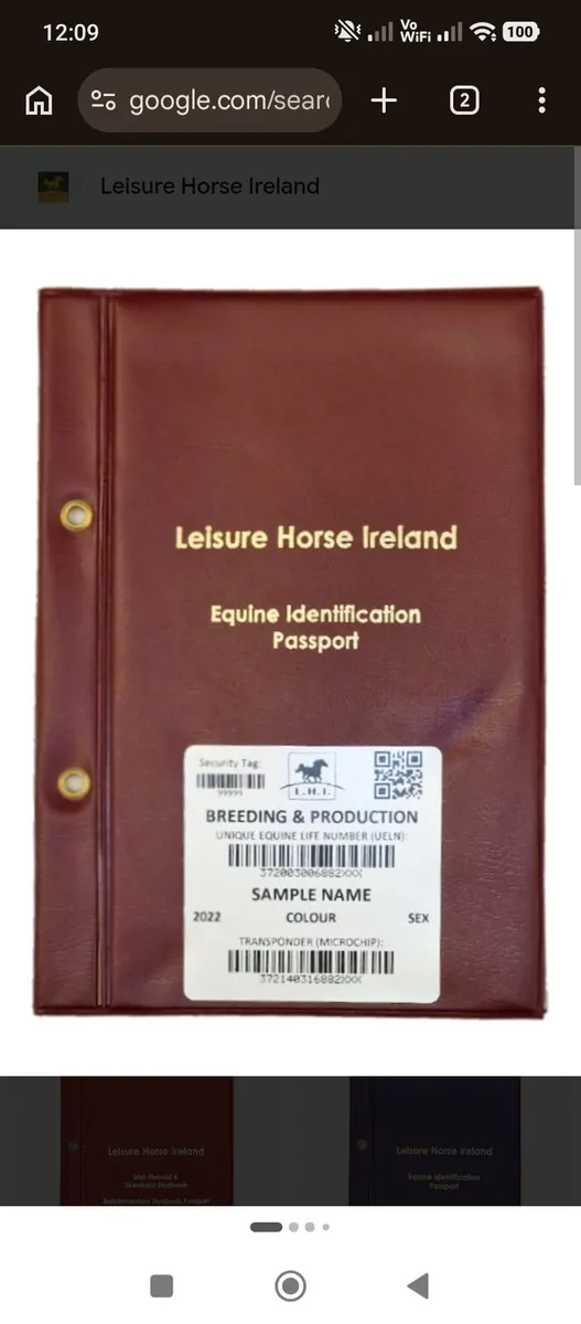 Shetland pony Mare 7yrs old - Image 3