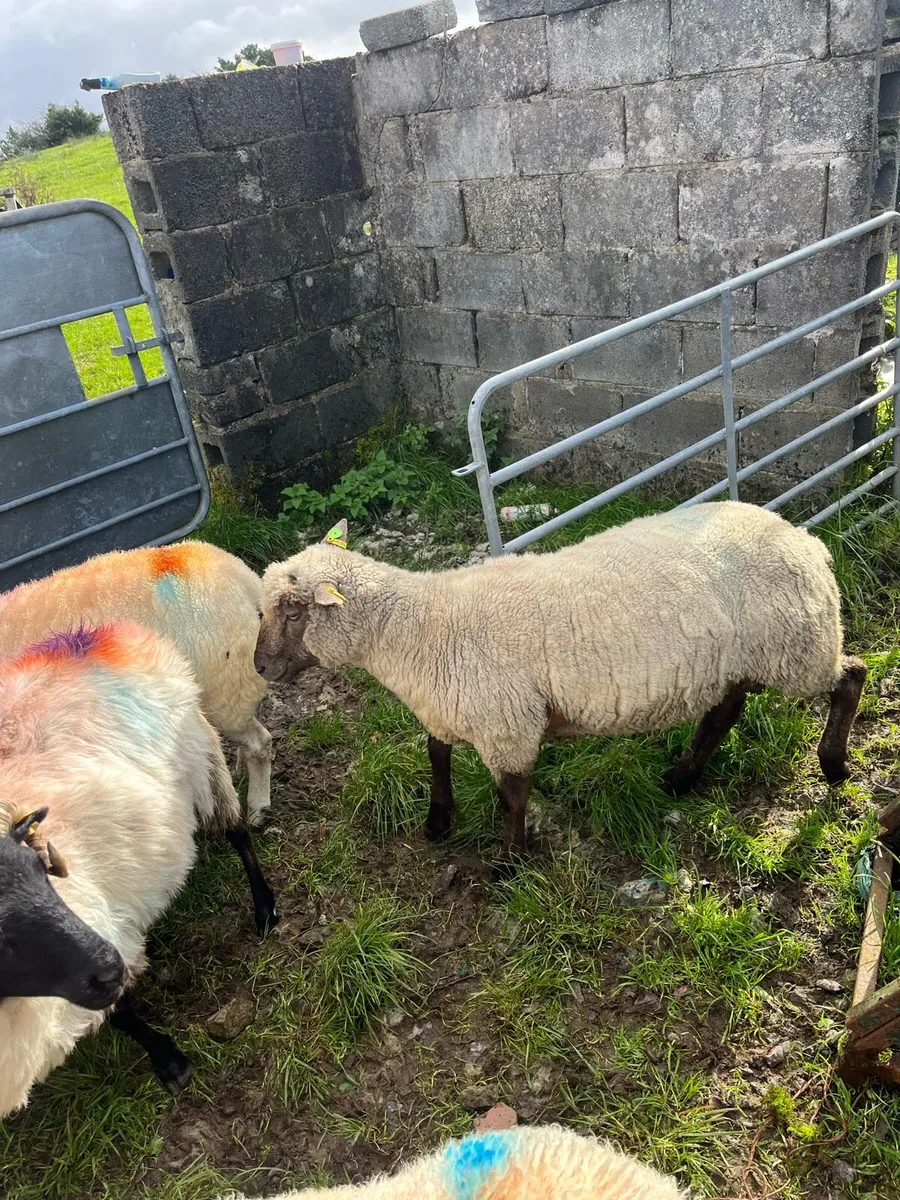 Vendeen hogget pbr sis double 5 star - Image 1