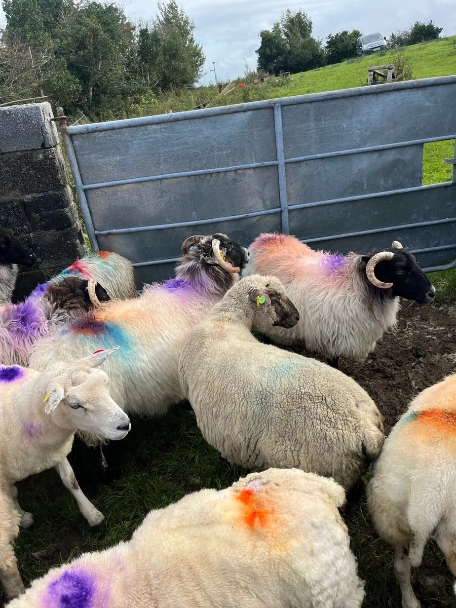 Vendeen hogget pbr sis double 5 star - Image 2