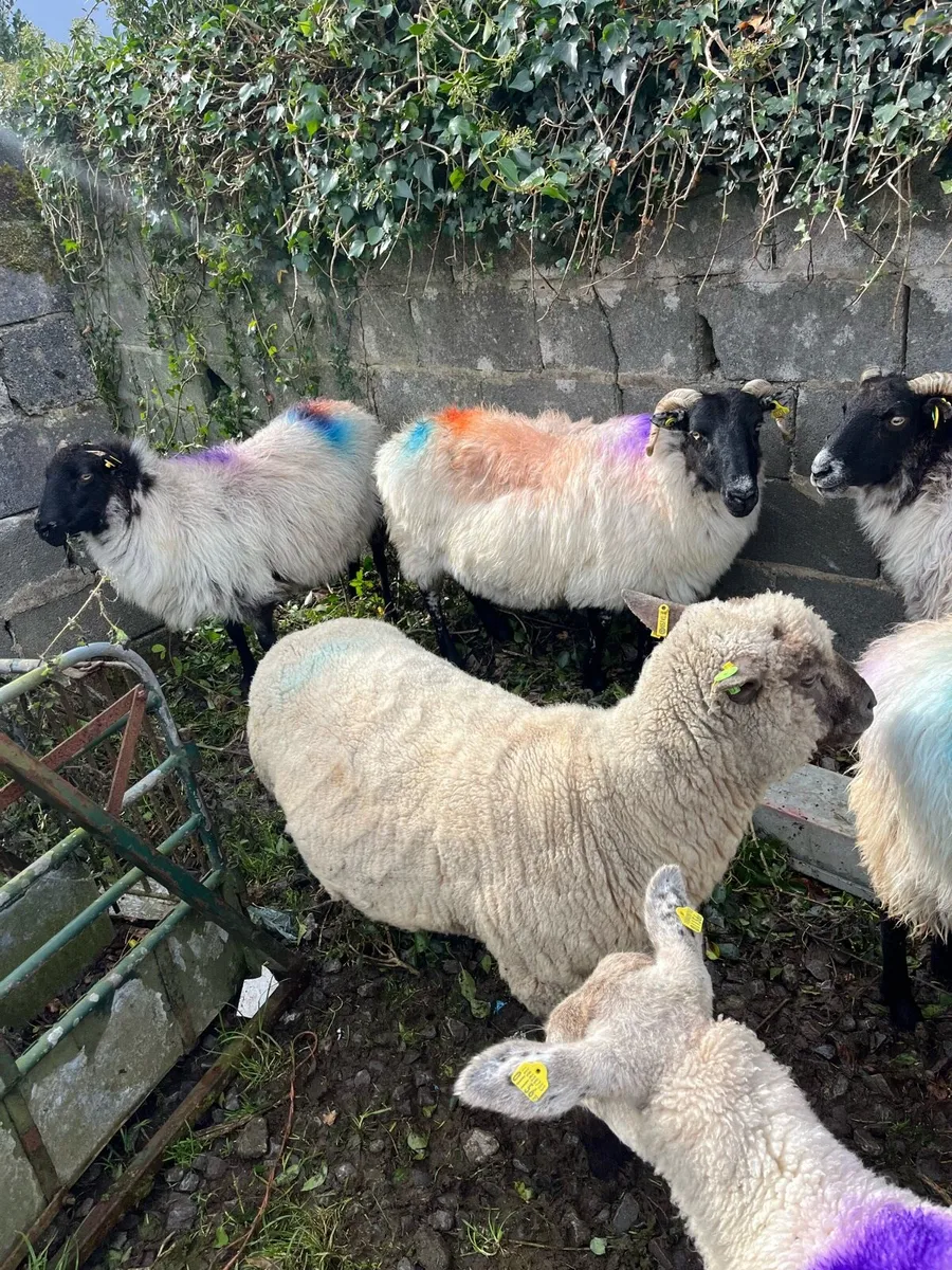 Vendeen hogget pbr sis double 5 star - Image 3