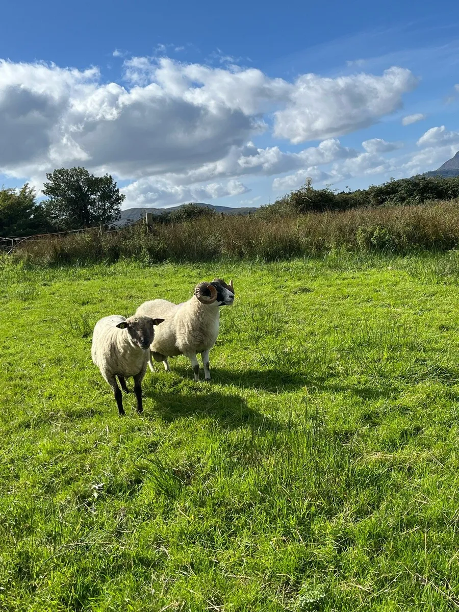 Vendeen hogget pbr sis double 5 star - Image 4