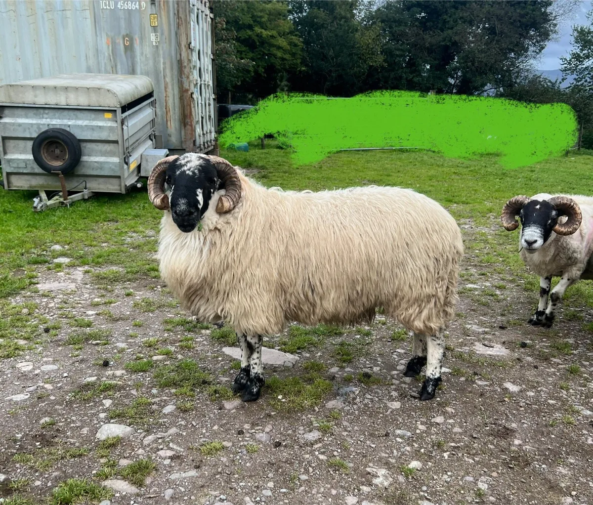 Scotch Ram - Image 2