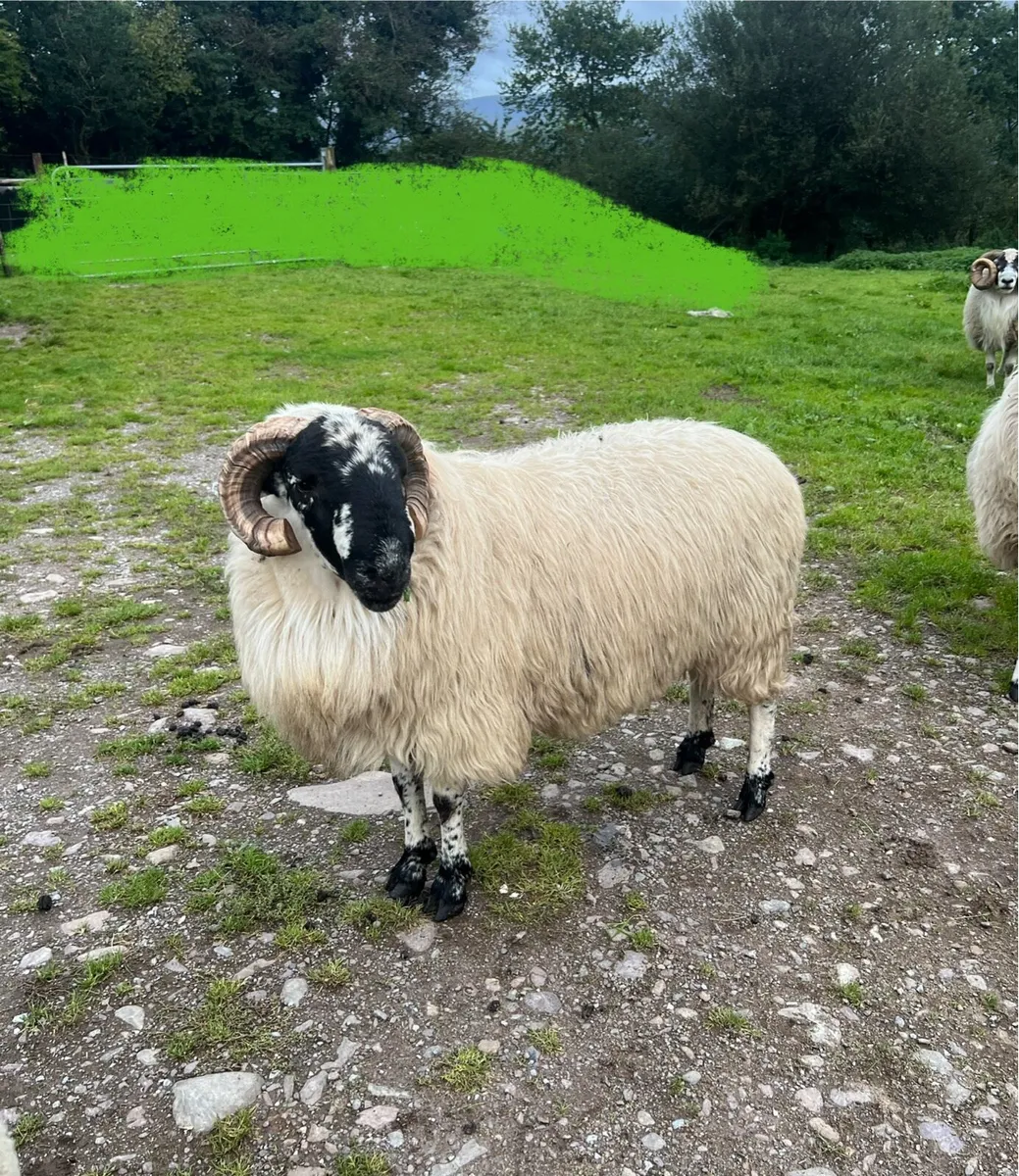 Scotch Ram - Image 3