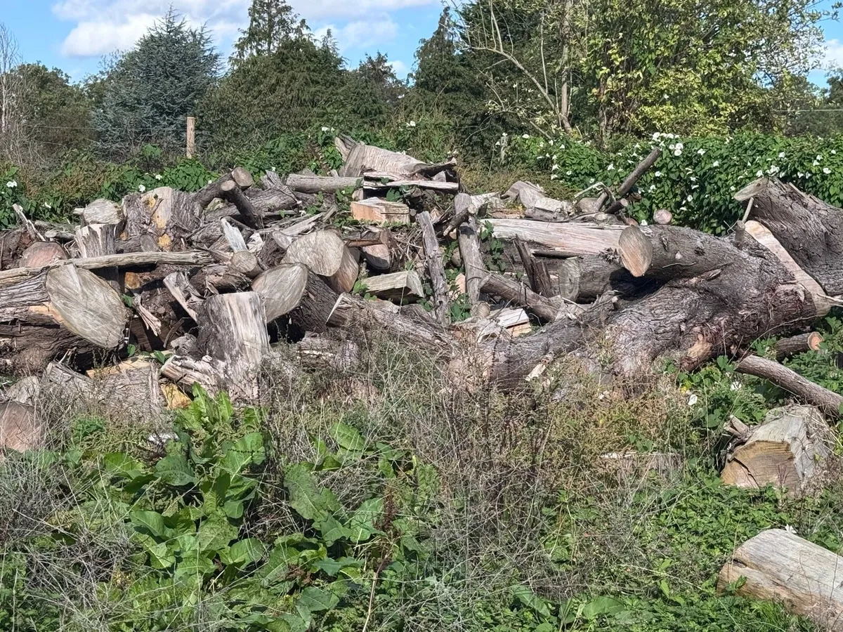 Dry Logs for sale. - Image 3
