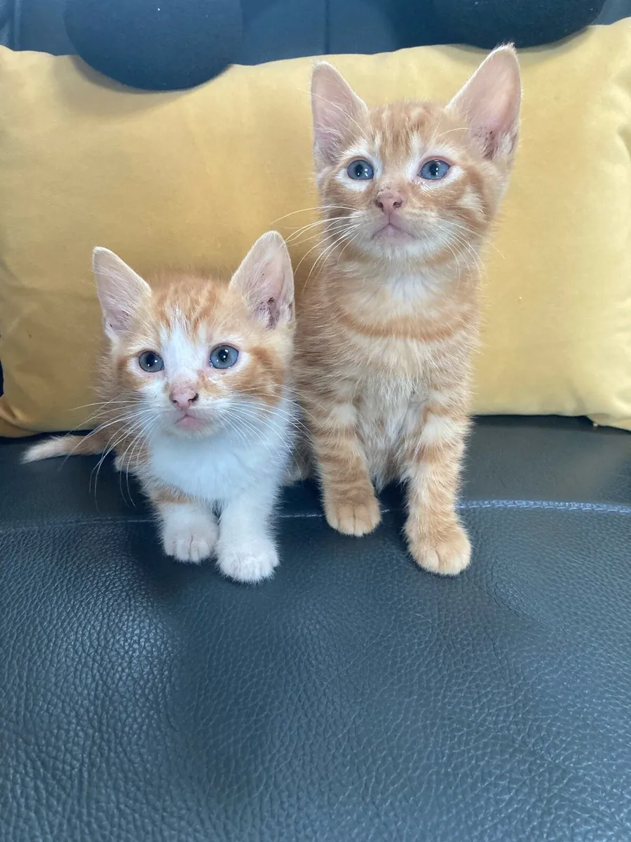 Kittens for sale - Image 1