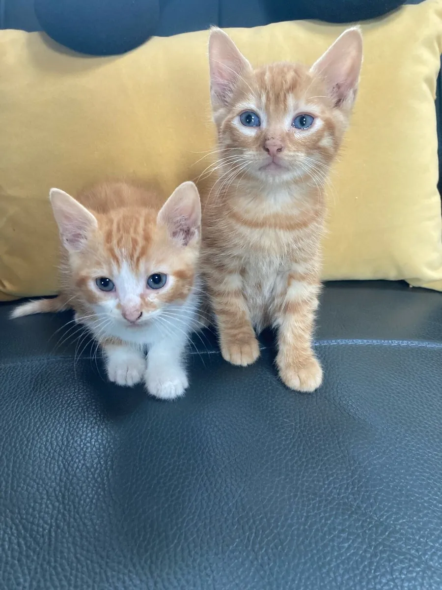 Kittens for sale - Image 2