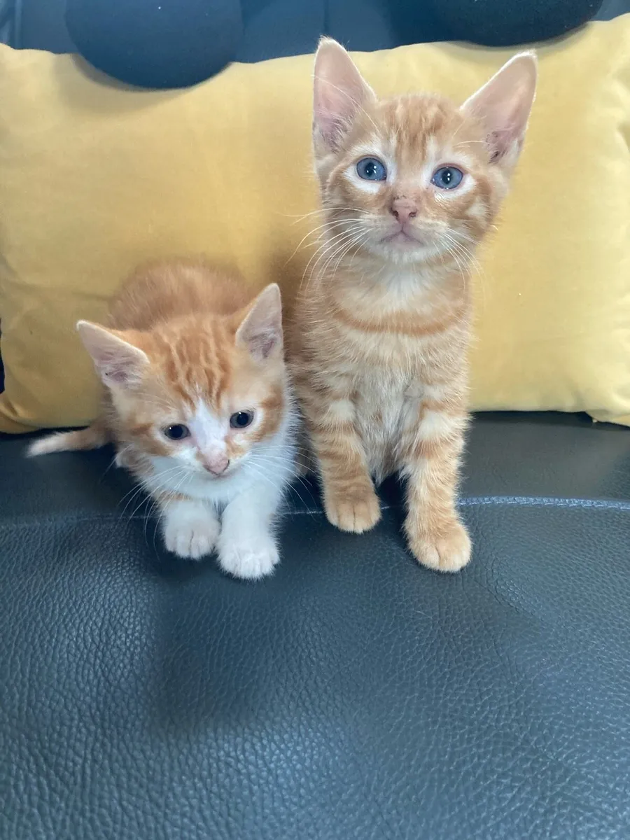 Kittens for sale - Image 3