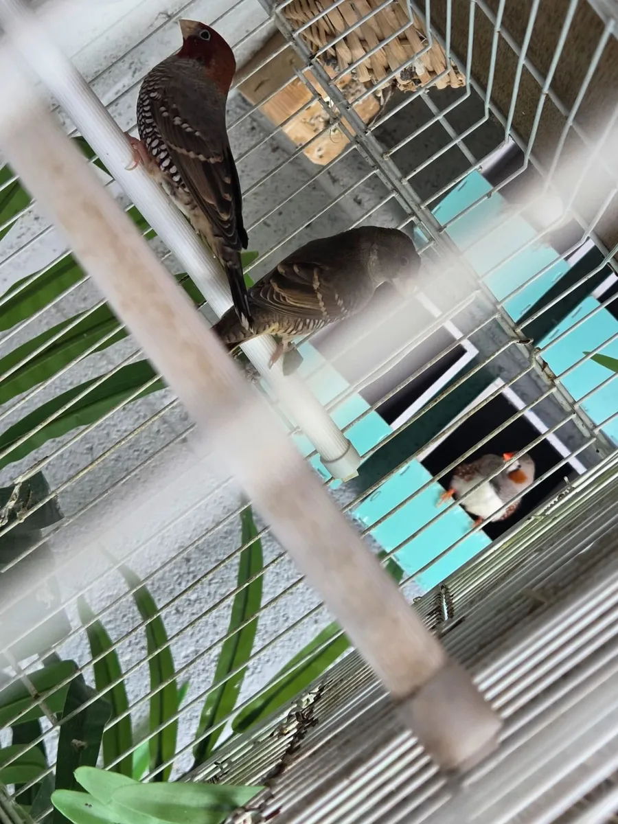 Birds - Image 1