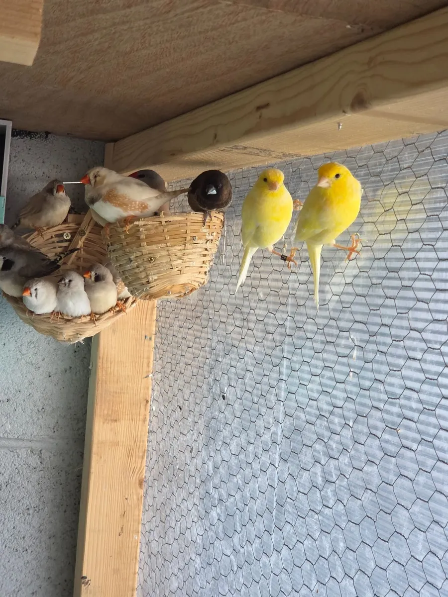 Birds - Image 2