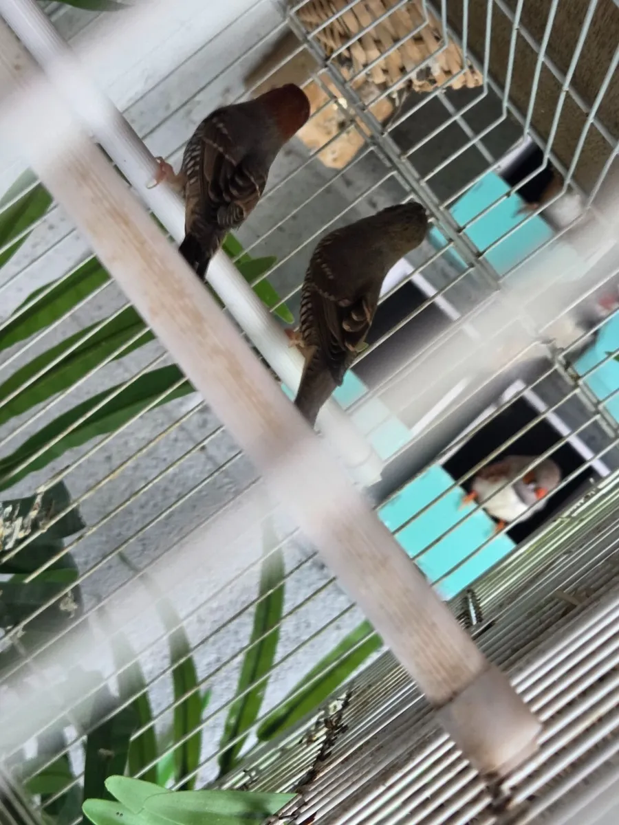 Birds - Image 3