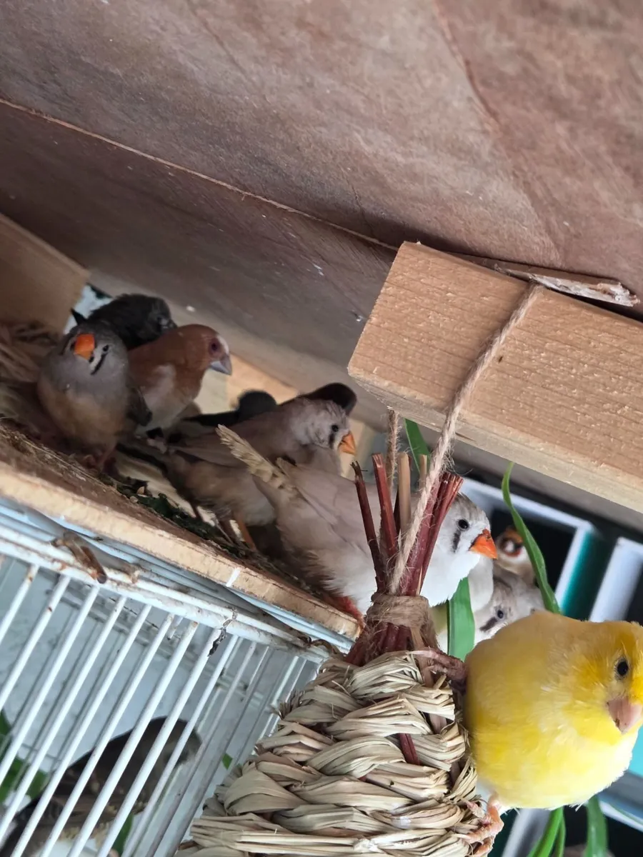 Birds - Image 4