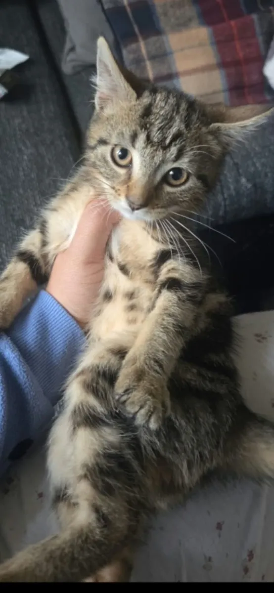 Gorgeous playful kittens - Image 2