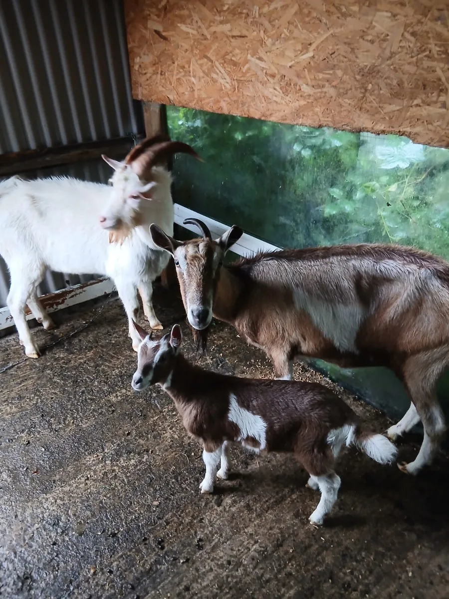 Goats