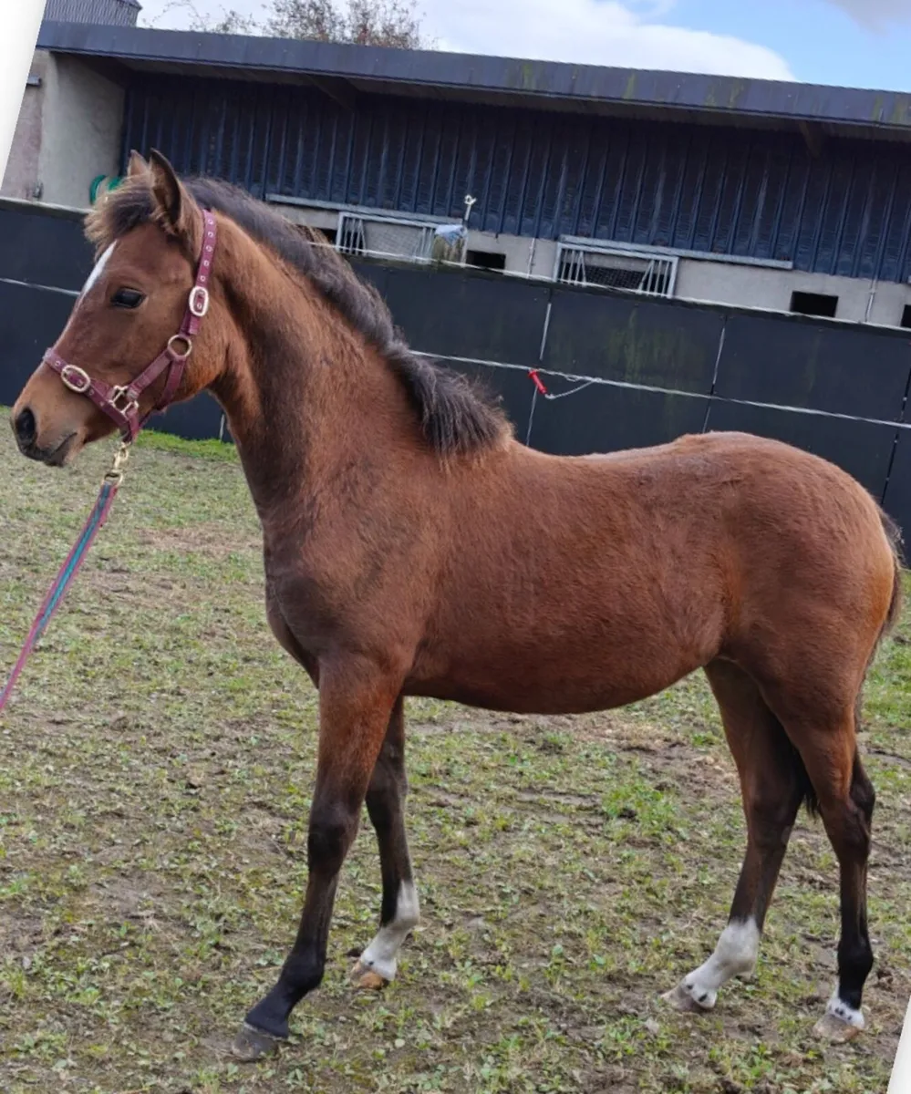 6 month old Connemara pony filly foal - Image 1