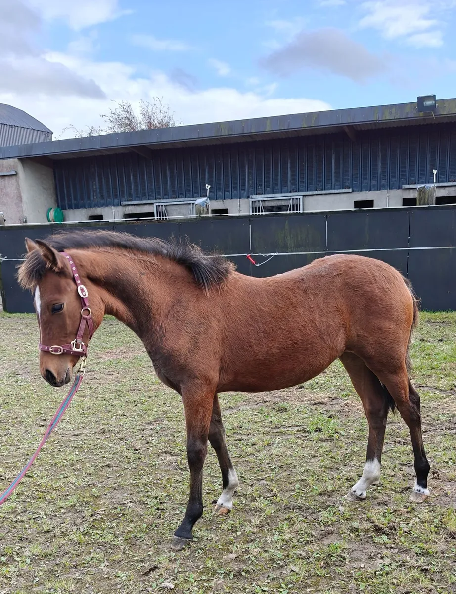 6 month old Connemara pony filly foal - Image 3