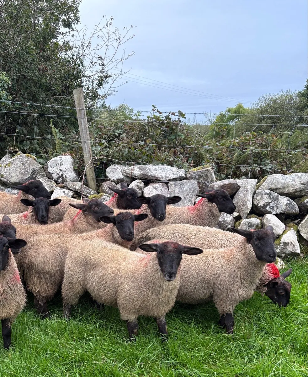 Suffolk Mule Ewe Lambs - Image 1
