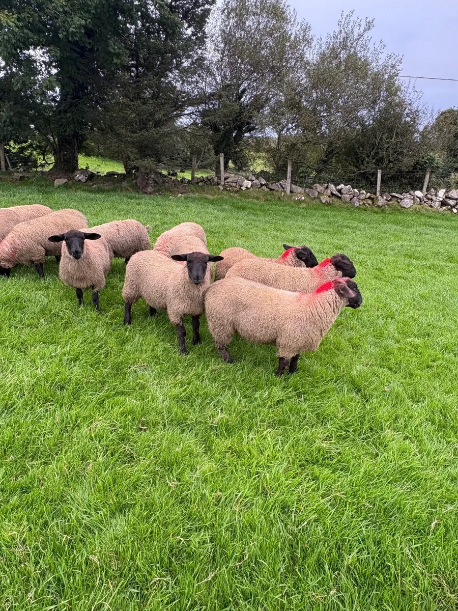 Suffolk Mule Ewe Lambs - Image 2