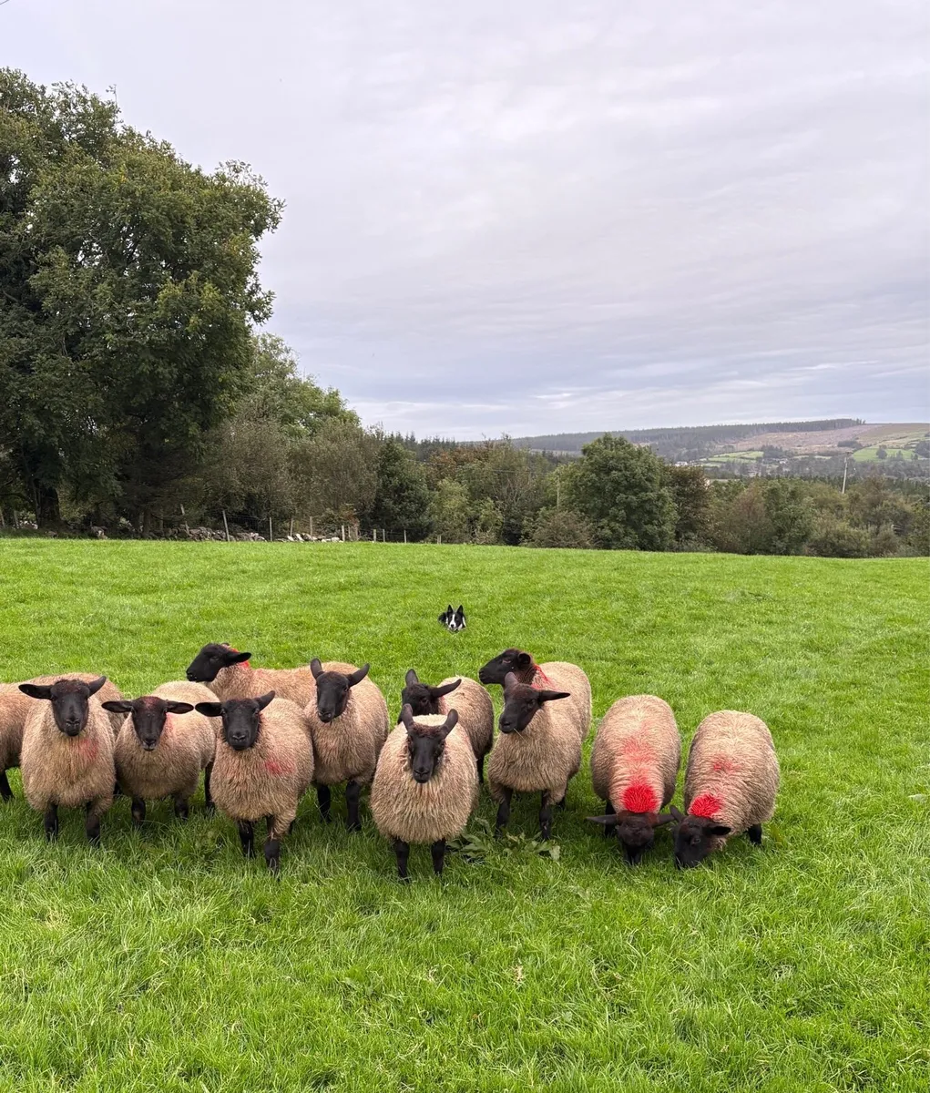Suffolk Mule Ewe Lambs - Image 3
