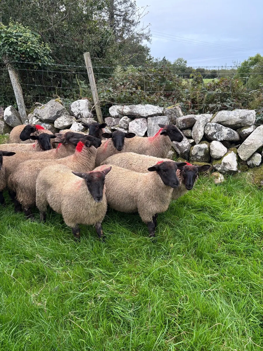 Suffolk Mule Ewe Lambs - Image 4