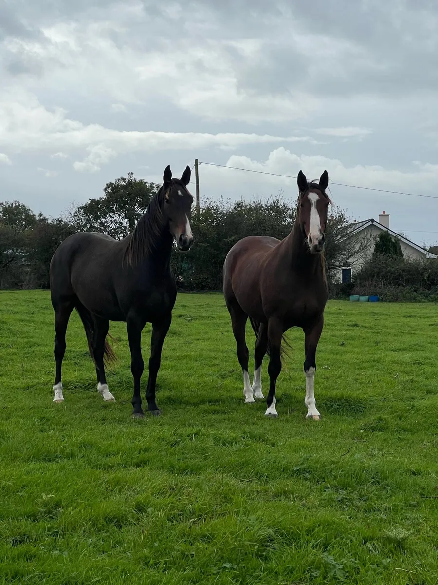 Two Geldings ( gort sale 3rd October ) - Image 1