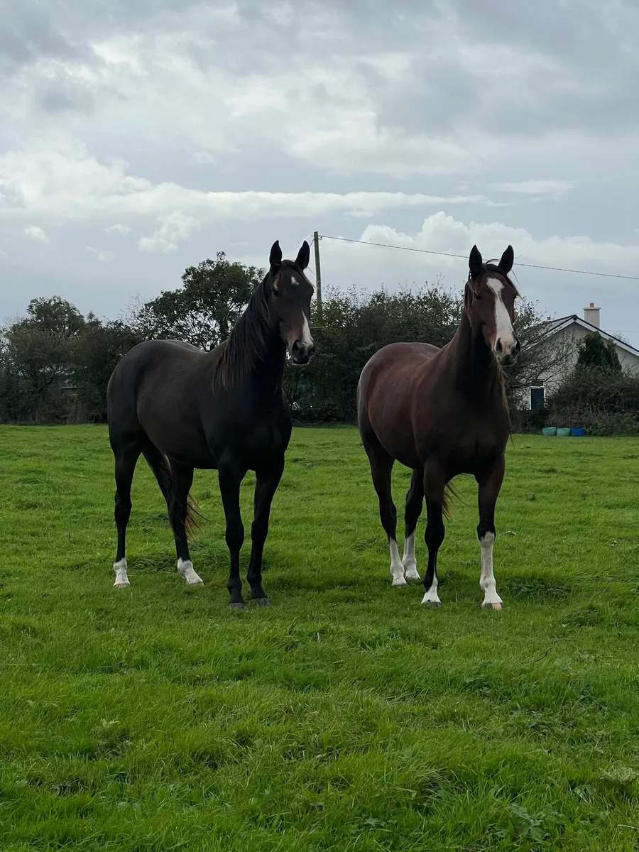 Two Geldings ( gort sale 3rd October ) - Image 2