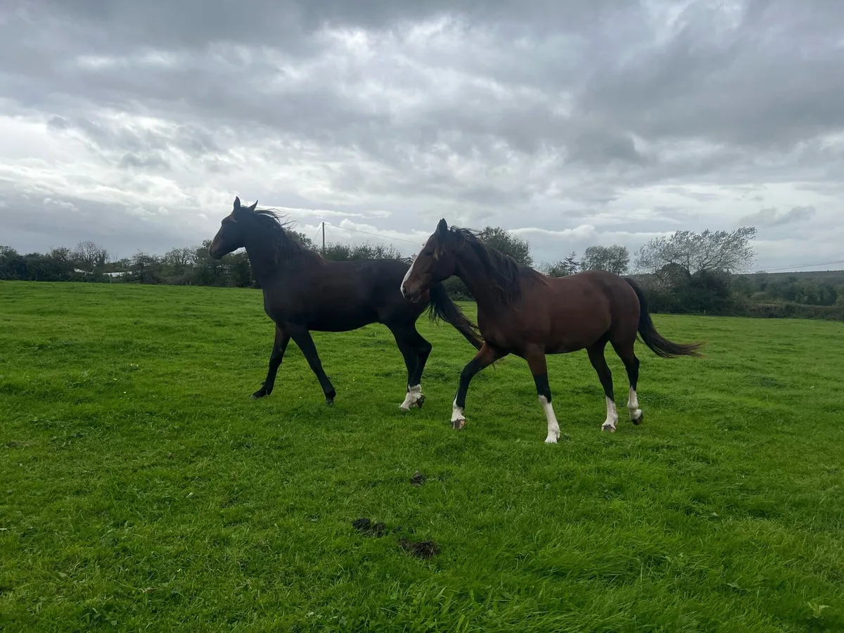 Two Geldings ( gort sale 3rd October ) - Image 3