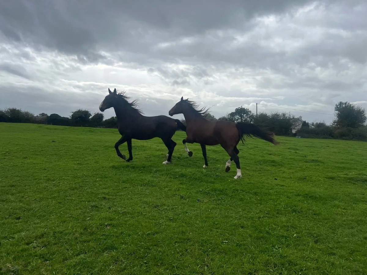 Two Geldings ( gort sale 3rd October ) - Image 4