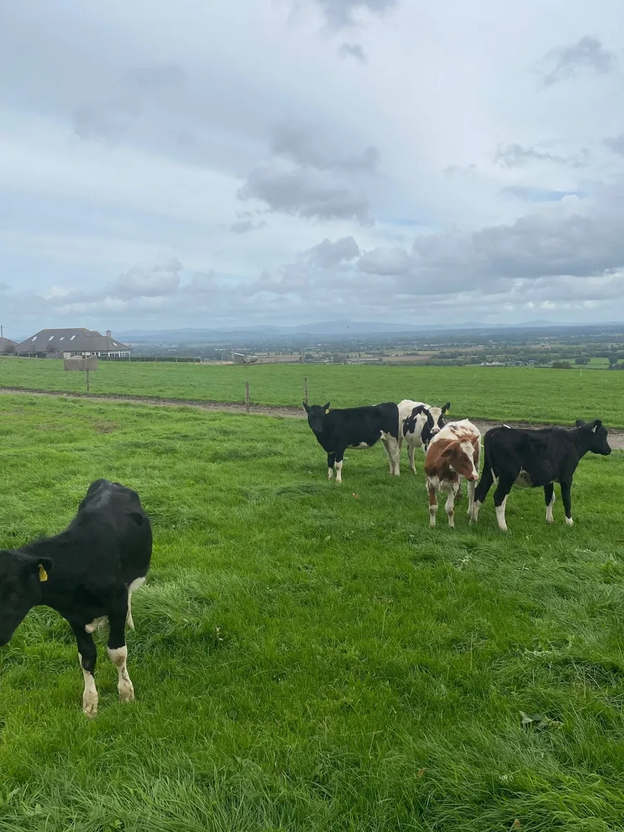 5 Dairy Weanlings for Sale - Image 3
