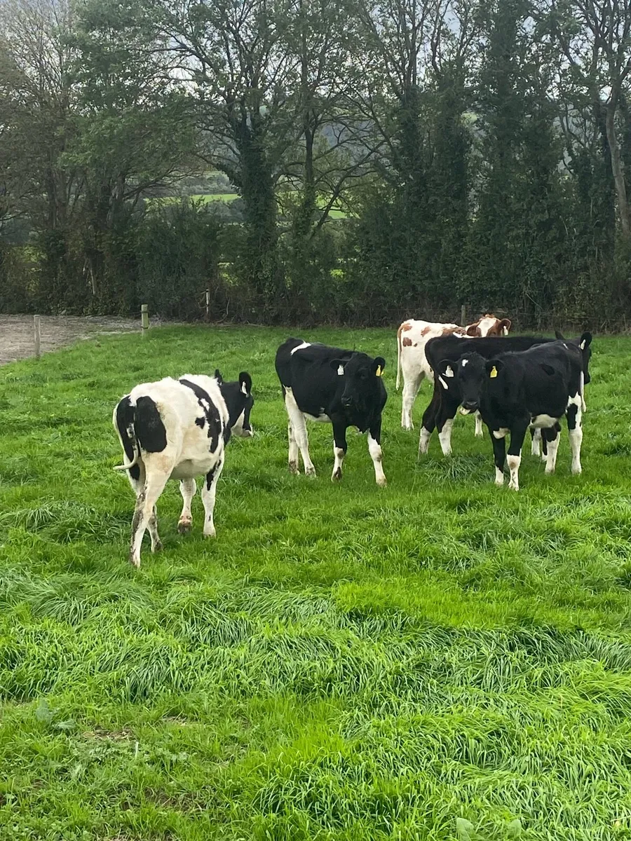 5 Dairy Weanlings for Sale - Image 1
