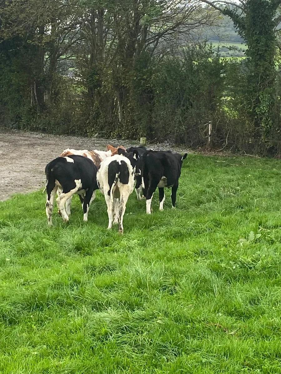 5 Dairy Weanlings for Sale - Image 4