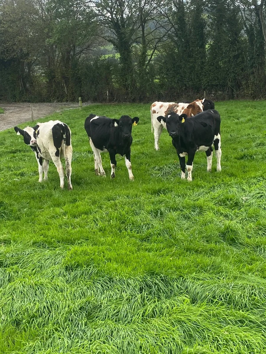 5 Dairy Weanlings for Sale - Image 2
