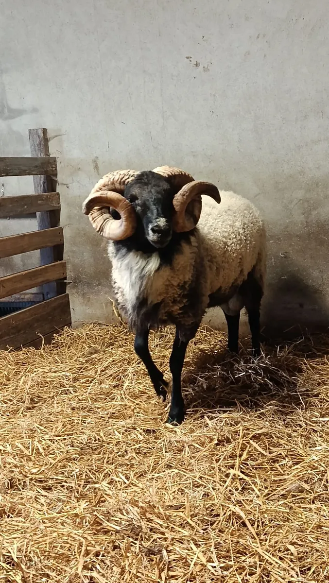 Hogget ram - Image 1