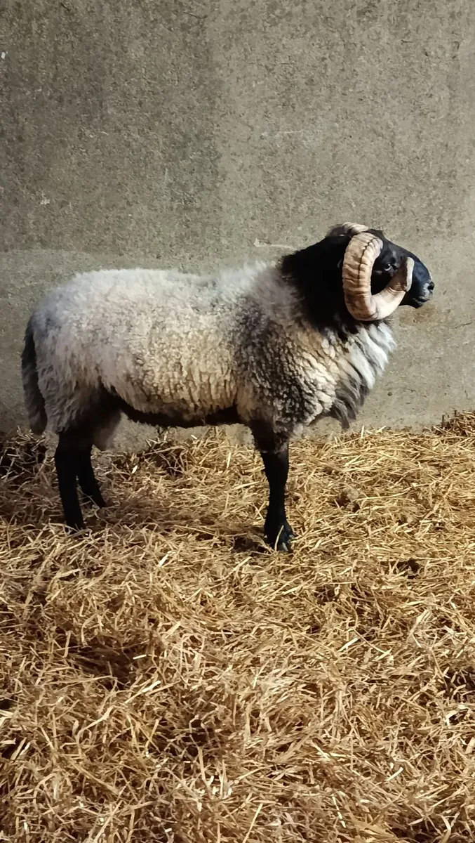 Hogget ram - Image 2