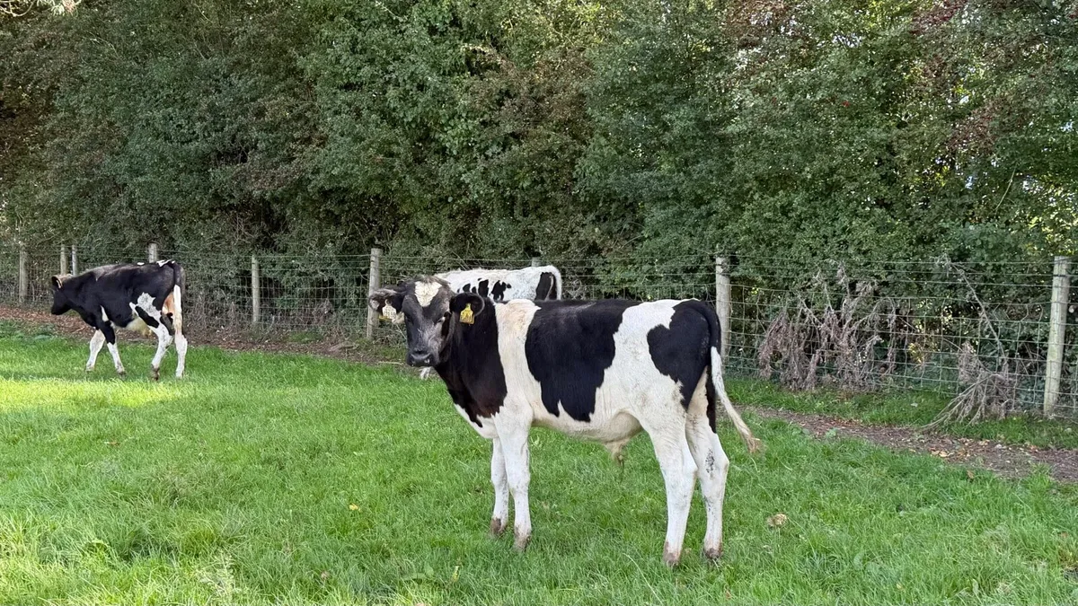 15 super British Frisian bull weanlings - Image 1