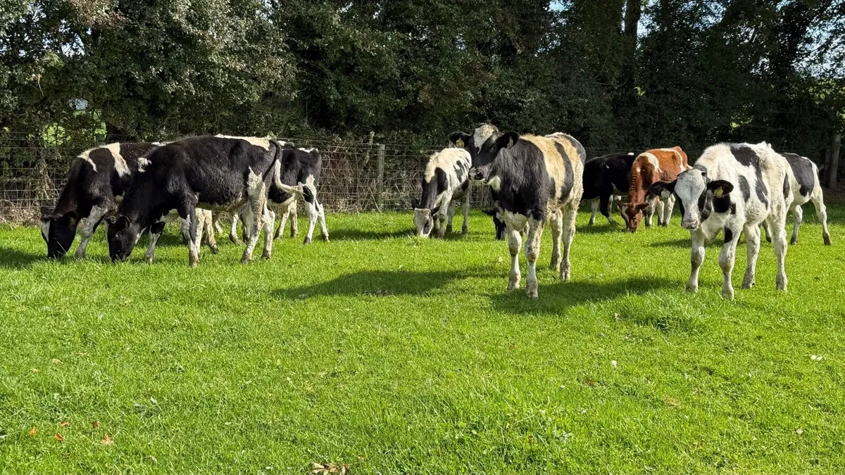 15 super British Frisian bull weanlings - Image 3