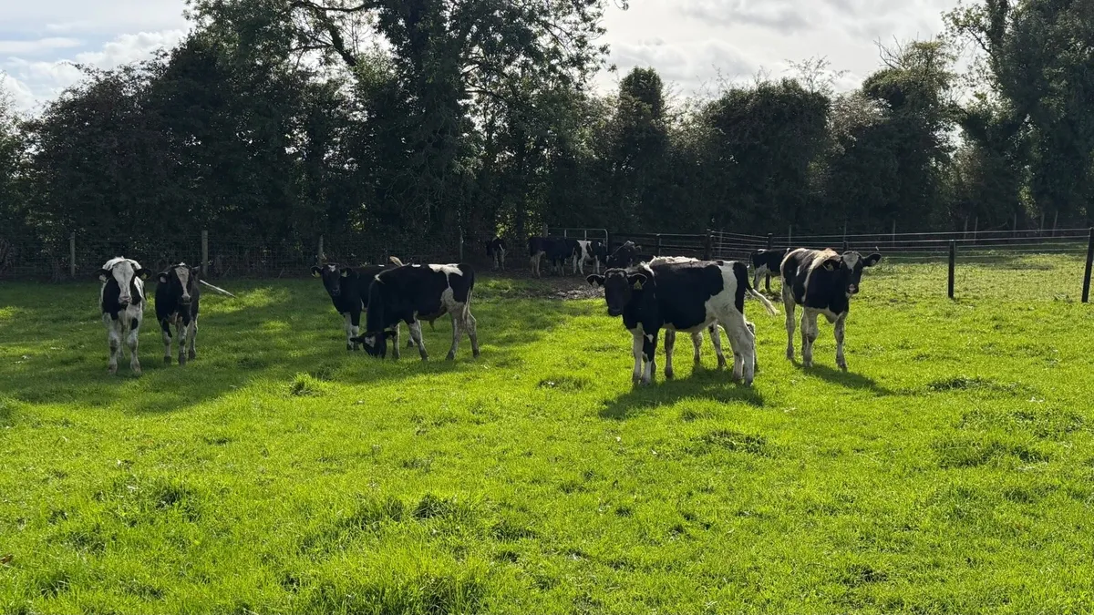 15 super British Frisian bull weanlings - Image 4